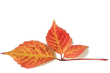 red leaf
