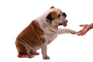 Hund englische Bulldogge gibt Pfötchen