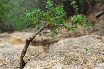 bonsai