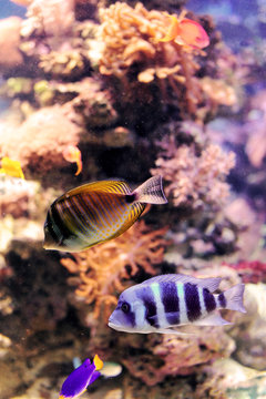 Colorful cichlid from lake malawi, Africa