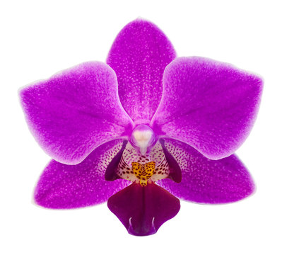 Fototapeta phalaenopsis orchid