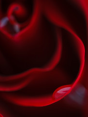 Macro flower beautiful rose