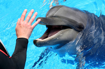 Man hand petting a dolphin