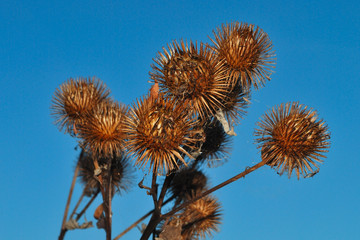 brown thistles