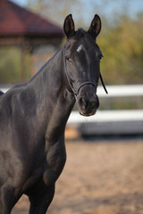 Naklejka premium horse