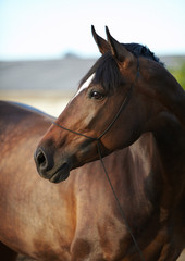 horse