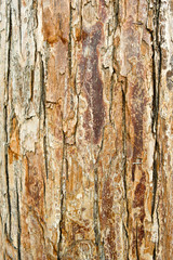 Stock macro photo of the texture of wood