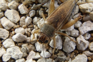 detail of the body of a cricket