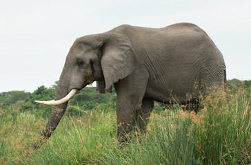 Elephant in Africa sideways