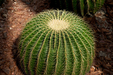 Round cactus