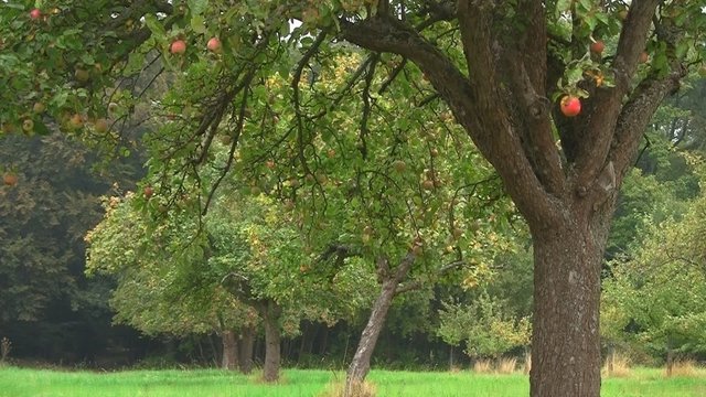 Apfelb&auml;ume im Herbst