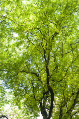 Fototapeta na wymiar Tamarind tree cover
