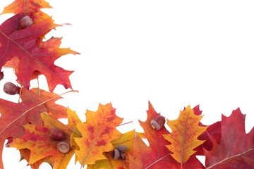Oak leafs and acorns frame