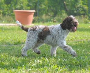 Fototapeta premium LAGOTTO