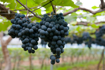 秋の実りぶどう