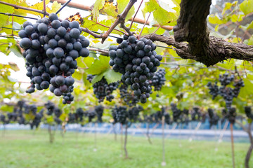 【秋の実り】ぶどう