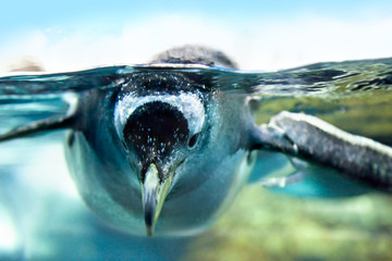 Fototapeta na wymiar Penguin jest pod wodą