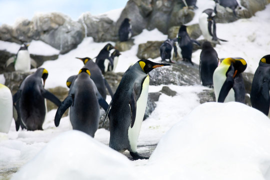 Crowded colony of King Penguins on the stone coast