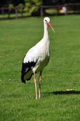 Storch