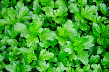 Bush and grass in garden