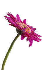 Purple/Pink Flower