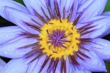 Fotobehang Macro nymphéa  © david6259