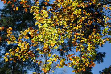 impression of leaves and autumn colors