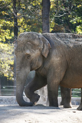 Fototapeta premium Elephant.