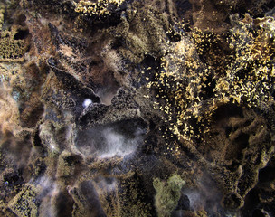 Mold