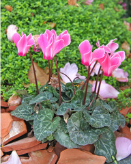 cyclamen