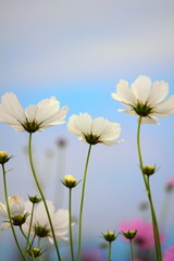白いコスモス