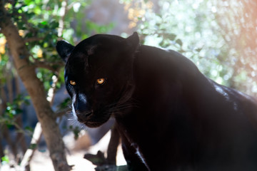 Puma im Schatten eines Baumes