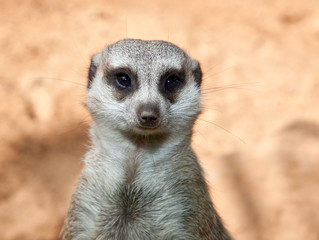 Fototapeta premium Meerkat portrait