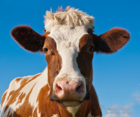 Portrait of a red spotted cow against a blue sky