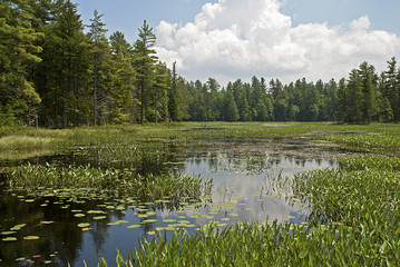 Wilderness marsh in Northeastern USA