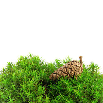 green moss