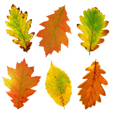 autumn leaves
