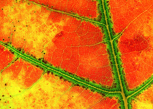 autumn leaf texture