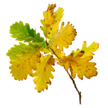 oak twig