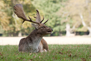Stag sitting in the forest