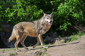 Portrait of Wolf