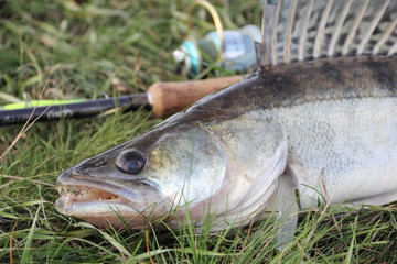 fishing catch - zander