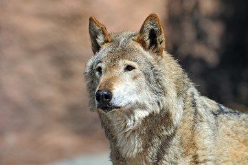 Portrait of Wolf