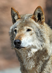 Portrait of Wolf