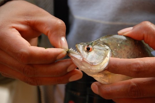 Sharp Piranha Teeth