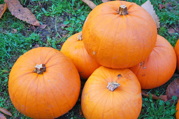 pumpkin harvest