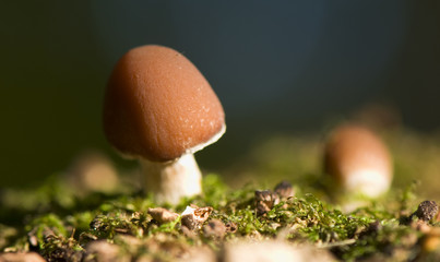 Mushroom