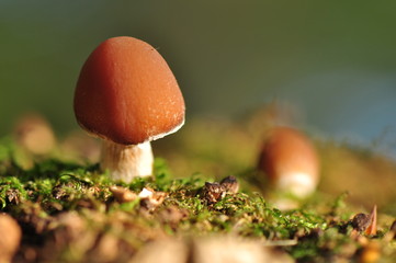 Mushroom