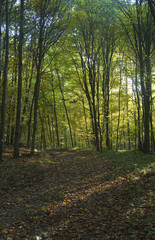 Obraz premium Autumn forest