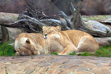Lions on the nature